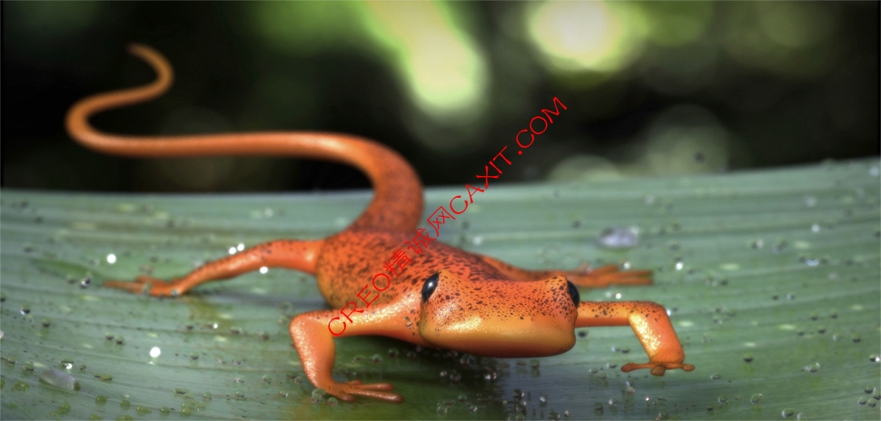 Salamander_Brian_Townsend.jpg