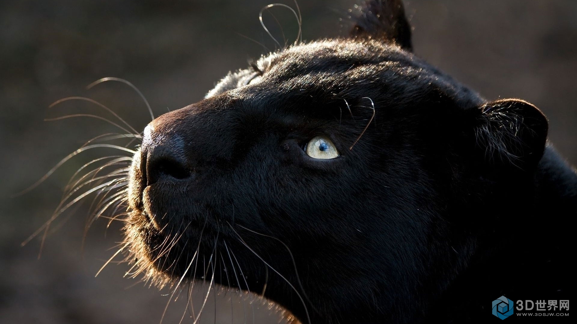 whiskers_eyes_head_panther_85456_1920x1080.jpg